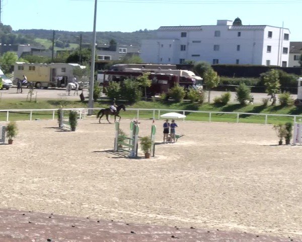 Reitturnier Bülach 2024