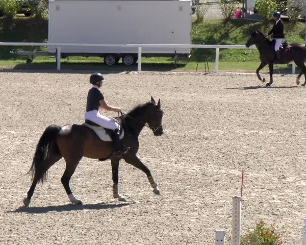 Reitturnier Bülach 2024