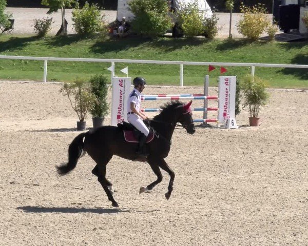 Reitturnier Bülach 2024