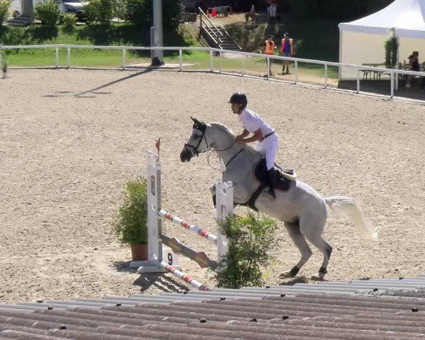 Reitturnier Bülach 2024