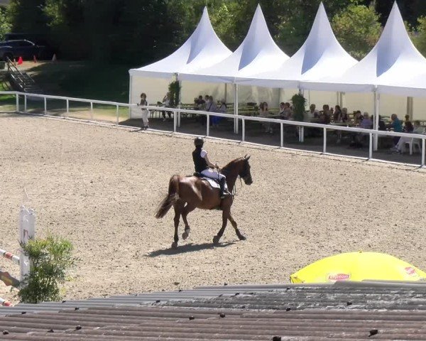 Reitturnier Bülach 2024