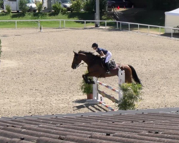 Reitturnier Bülach 2024