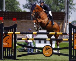 jumper For Manny (Hanoverian, 2003, from Forsyth)
