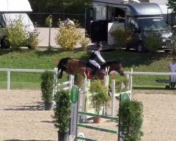 Reitturnier Bülach 2024