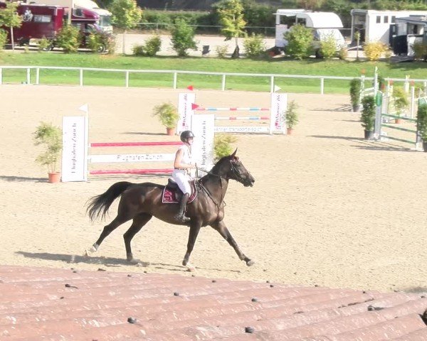 Reitturnier Bülach 2024