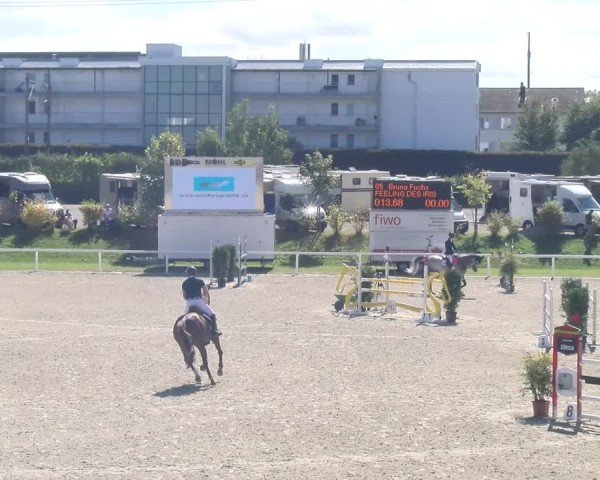 Reitturnier Bülach 2024