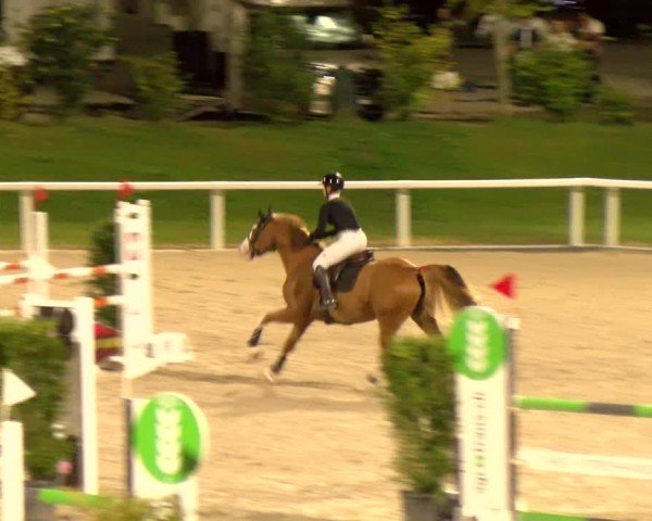 Reitturnier Bülach 2024
