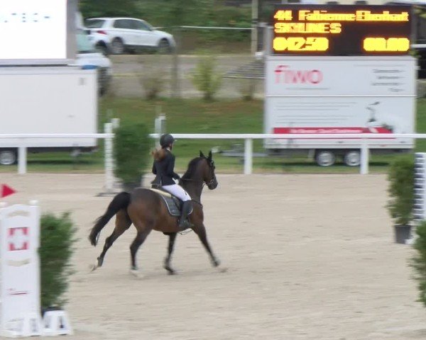 Reitturnier Bülach 2024