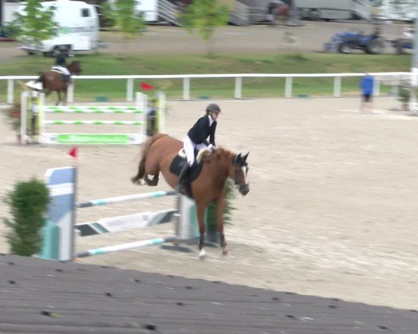 Reitturnier Bülach 2024