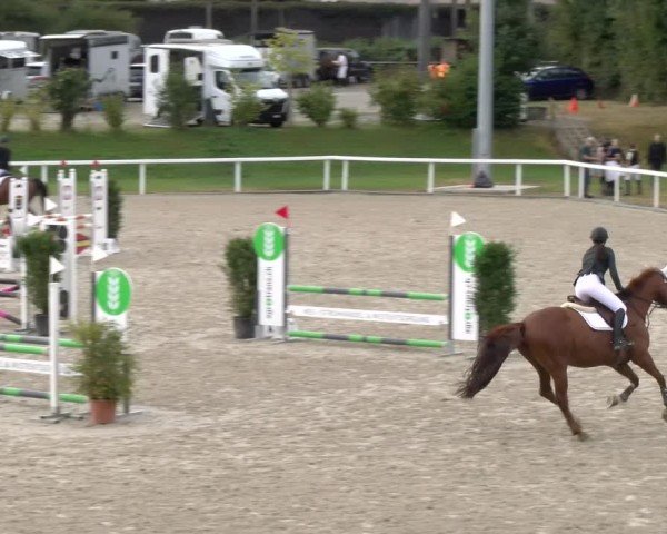 Reitturnier Bülach 2024