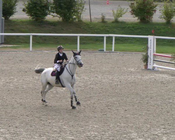 Reitturnier Bülach 2024