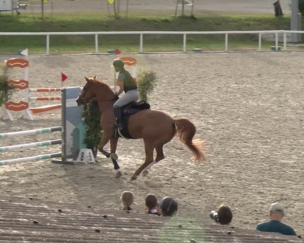 Reitturnier Bülach 2024