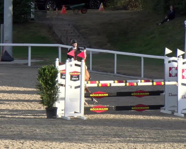 Reitturnier Bülach 2024