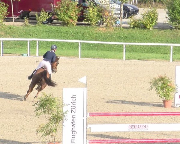 Reitturnier Bülach 2024