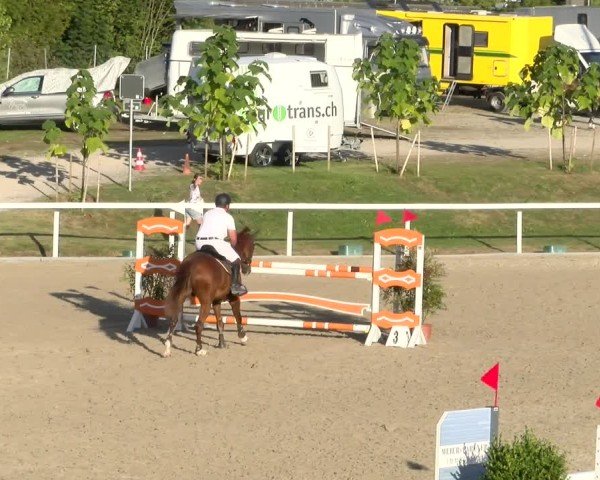 Reitturnier Bülach 2024