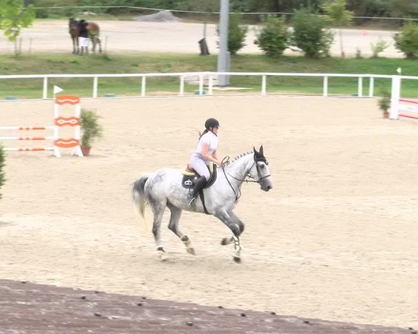 Reitturnier Bülach 2024