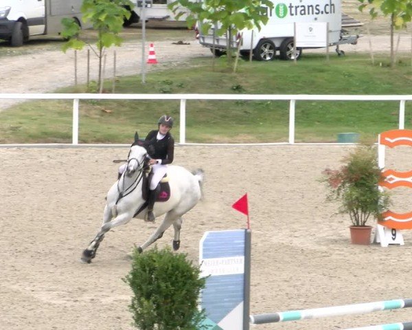 Reitturnier Bülach 2024