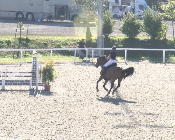 Reitturnier Bülach 2024