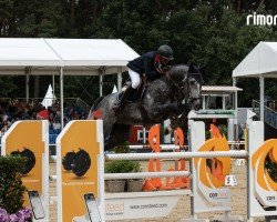 jumper DESPERADO REX (Holsteiner, 2019, from Diamant de Semilly)