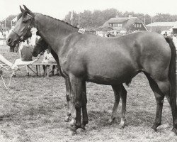 broodmare Nayana (Nederlands Rijpaarden en Pony, 1978, from Naivnyi ox)