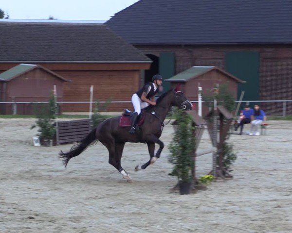 Reitturnier Dortmund-Barop 2024
