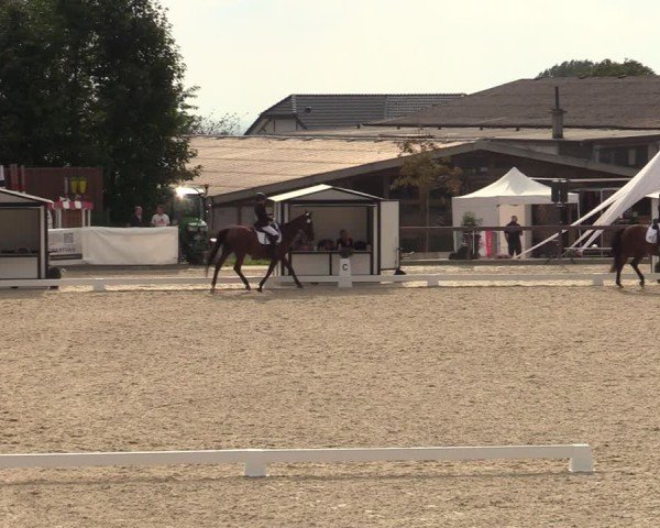 Reitturnier Leichlingen-Witzhelden 2024