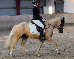 horse Magretens Ciek mol Cala (German Riding Pony,  , from FS Chacco Blue)