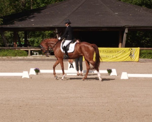 Reitturnier Leonberg 2024