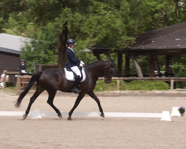 Reitturnier Leonberg 2024