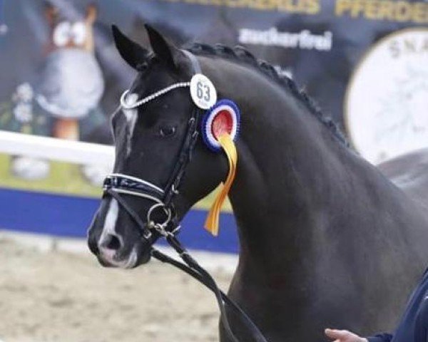 horse Soel'rings Dawydow (unknown, 2020, from Dostojewski)