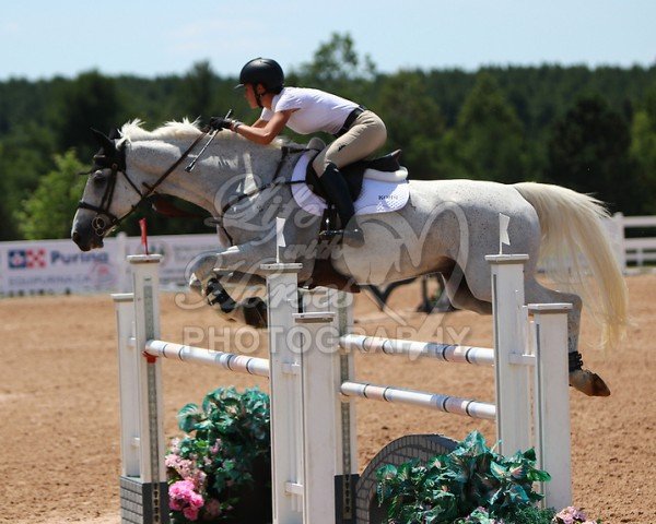 horse Carel Fortuna (KWPN (Royal Dutch Sporthorse), 2007, from Colandro)