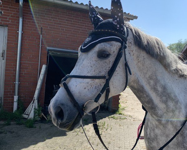 horse Can be Cool (Westphalian, 2014, from Camax L)