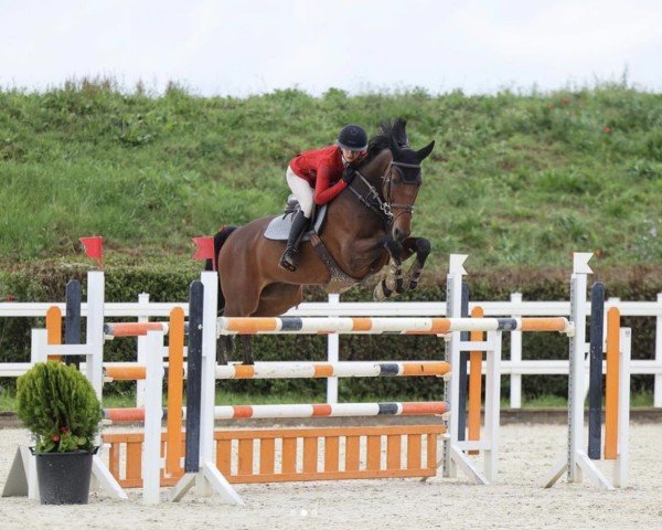 Springpferd Karel H (KWPN (Niederländisches Warmblut), 2015, von Cornet's Diamond SN)