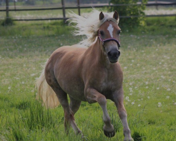 dressage horse Winnie 339 (Edelbluthaflinger, 2014, from Sambuca (3,91% ox))