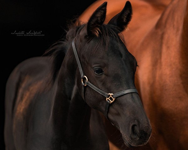 horse Glamrock Delight (Westphalian, 2023, from Glamdale WP NRW)