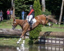 jumper Catch me 78 (German Sport Horse, 2016, from Casdorff)