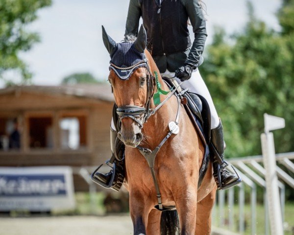 Springpferd Lorabelle N (Oldenburger, 2008, von Lordanos) Springpferd Lorabelle N (Oldenburger, 2008, von Lordanos)