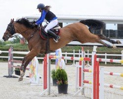 jumper Jupiter (KWPN (Royal Dutch Sporthorse), 2014, from Quasimodo vd Molendreef)