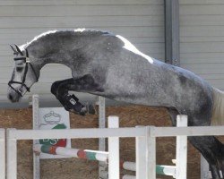 jumper Nick vd Watermolen (KWPN (Royal Dutch Sporthorse), 2018, from Cornet Obolensky)