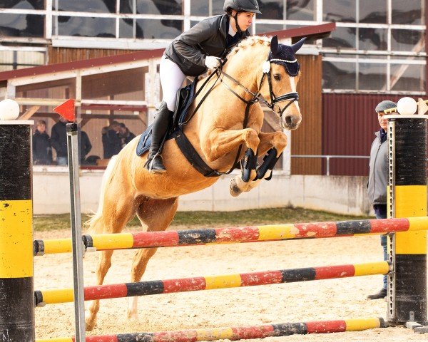 broodmare Golden Glamour K (German Riding Pony, 2018, from HET Golden Dream)