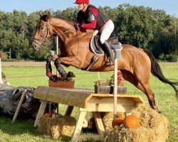 horse Brave banville xx (Thoroughbred, 2018)