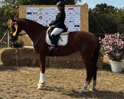dressage horse Valhalla's Crimson Queen (Oldenburg, 2019, from Vitalis)