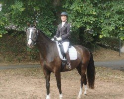 dressage horse First Dance 12 (Hanoverian, 2019, from Fürst Belissaro)