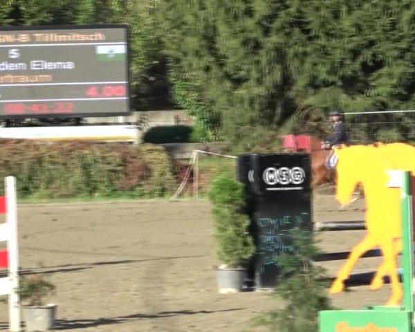 Reitturnier Tillmitsch 2024