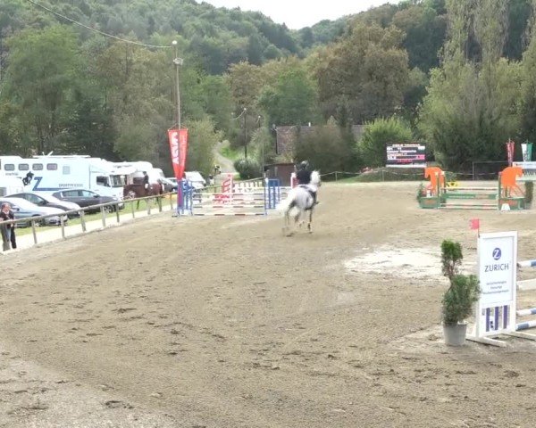 Reitturnier Tillmitsch 2024