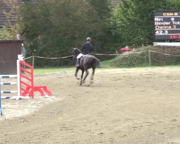 Reitturnier Tillmitsch 2024