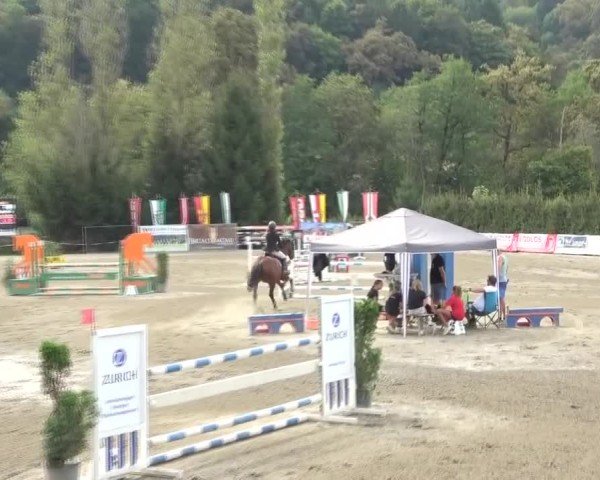 Reitturnier Tillmitsch 2024