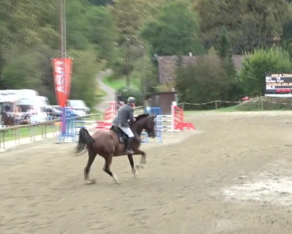 Reitturnier Tillmitsch 2024