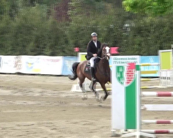 Reitturnier Tillmitsch 2024