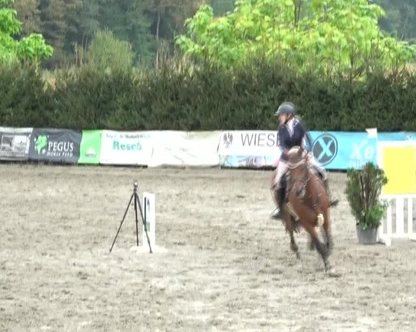 Reitturnier Tillmitsch 2024